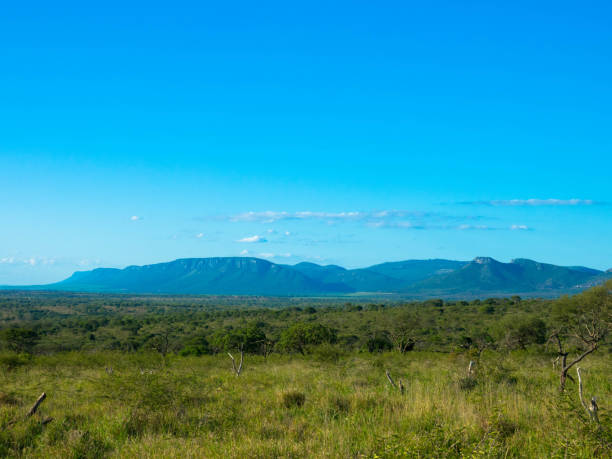 Panoramic view over savanna and grass fields in central Kruger National Park in South Africa, seen by game drive. Tourism and vacations concept.