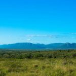 Panoramic view over savanna and grass fields in central Kruger National Park in South Africa, seen by game drive. Tourism and vacations concept.