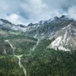 Aerial view of pine trees in beautiful forest landscape