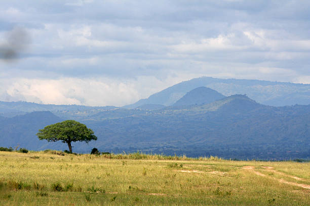 Savannah at Murchison Falls National Park Safari Reserve in Uganda - The Pearl of Africa