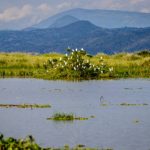 A large group of cattle egret sitting on a bush in lake Albert with the mountains of Kongo in the background. To bad this place is endangered by oil drilling companies