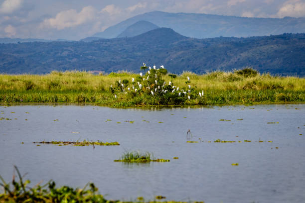 istockphoto-878614508-612x612 A large group of cattle egret sitting on a bush in lake Albert with the mountains of Kongo in the background. To bad this place is endangered by oil drilling companies